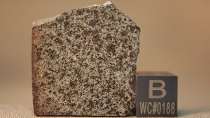 NWA 7006 CO3.6 3.6g Meteorite Part Slice Ktec Telescopes Ireland