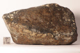 NWA 7998 L5 Meteorite 660.8g Whole Stone Ktec Telescopes Ireland